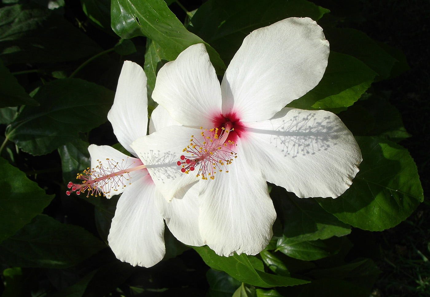 Image of Hibiscus rosa-sinensis specimen.