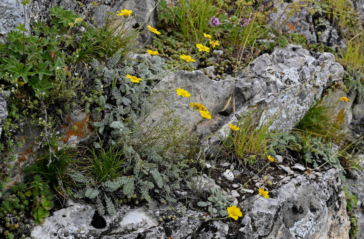 Image of Anthemis marschalliana ssp. pectinata specimen.