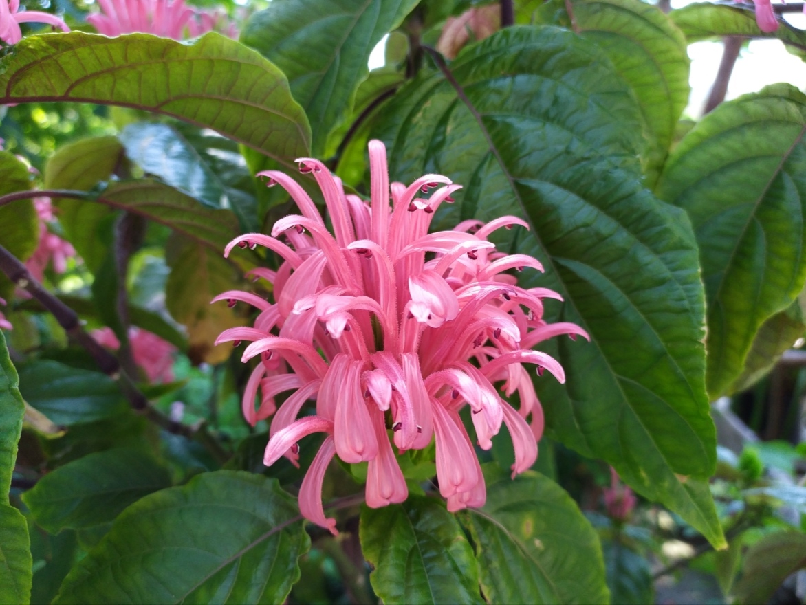 Image of Justicia carnea specimen.