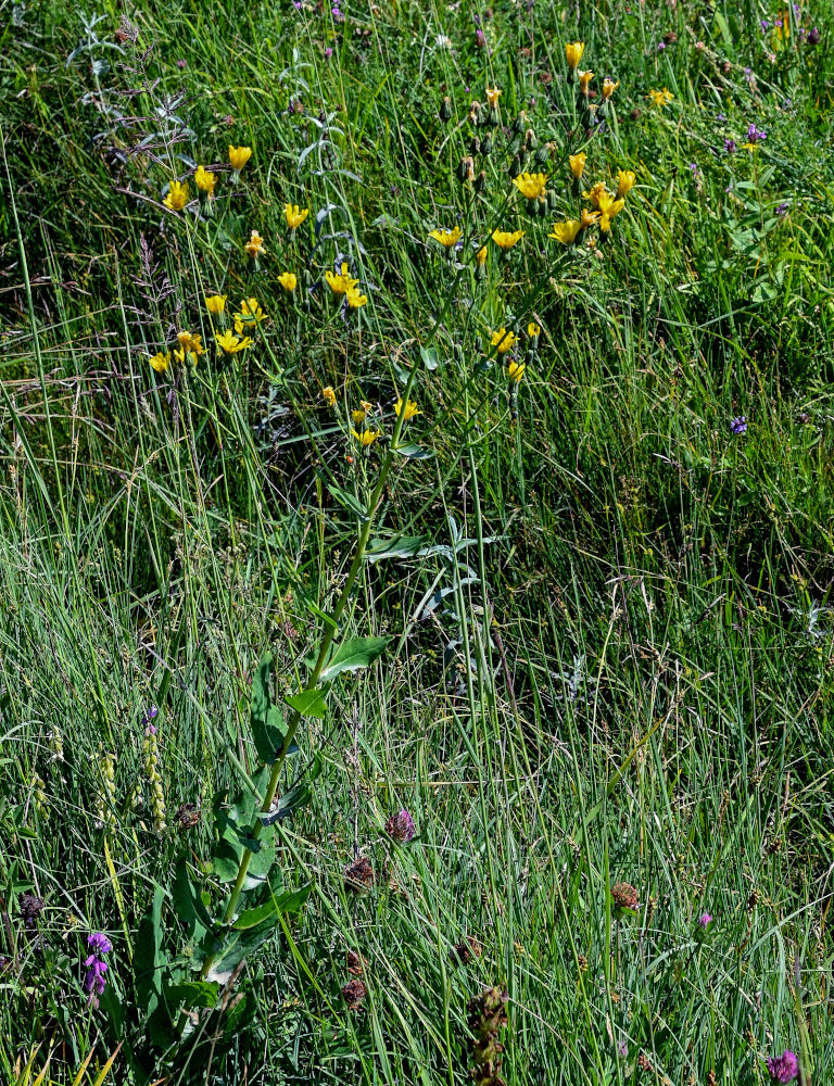 Image of Hieracium virosum specimen.