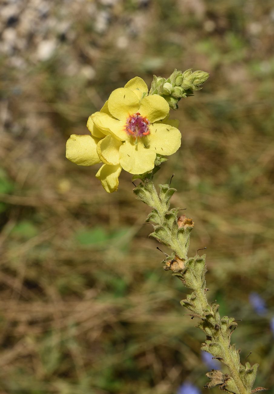 Image of Verbascum pyramidatum specimen.