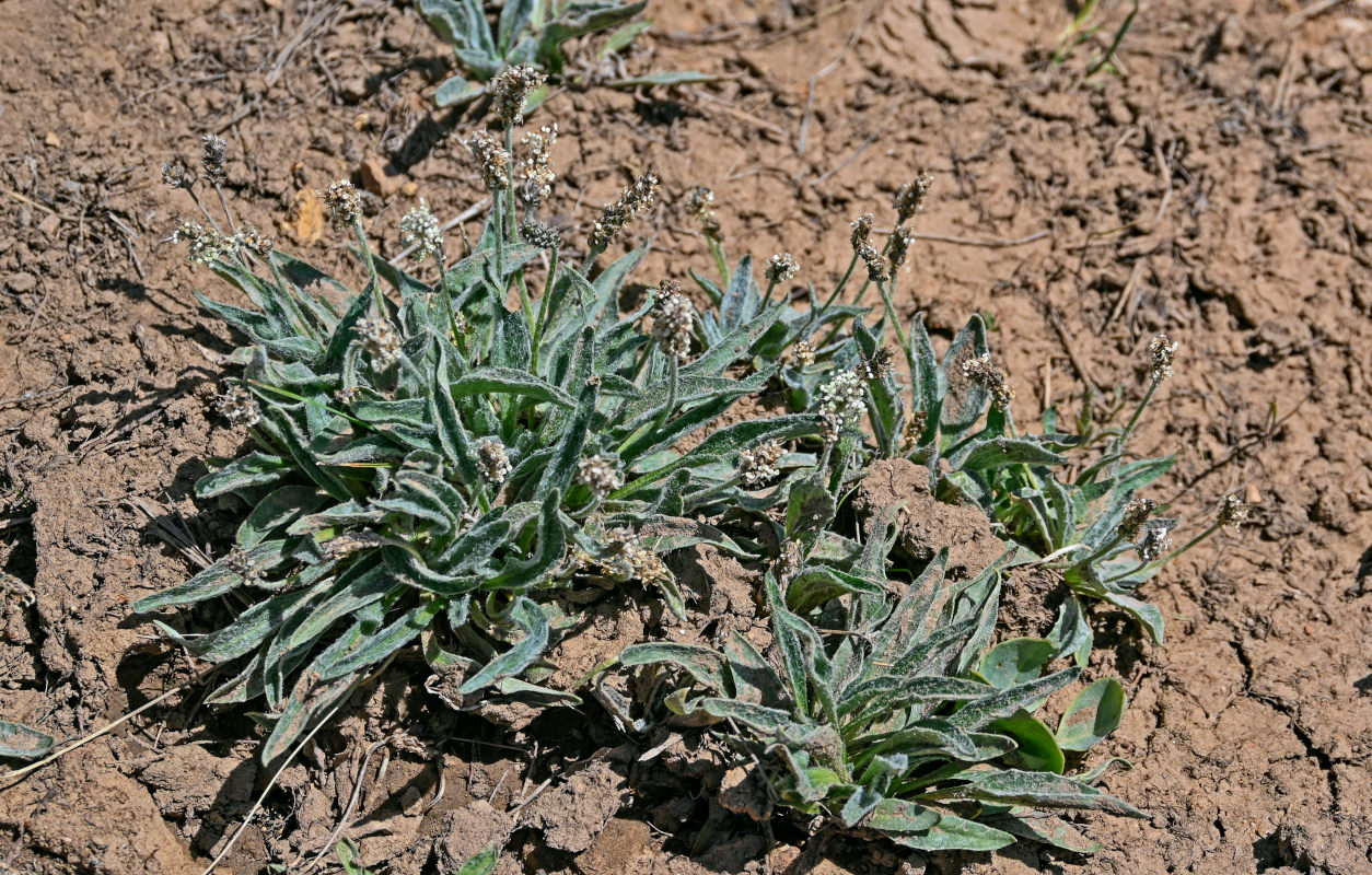 Image of Plantago arachnoidea specimen.