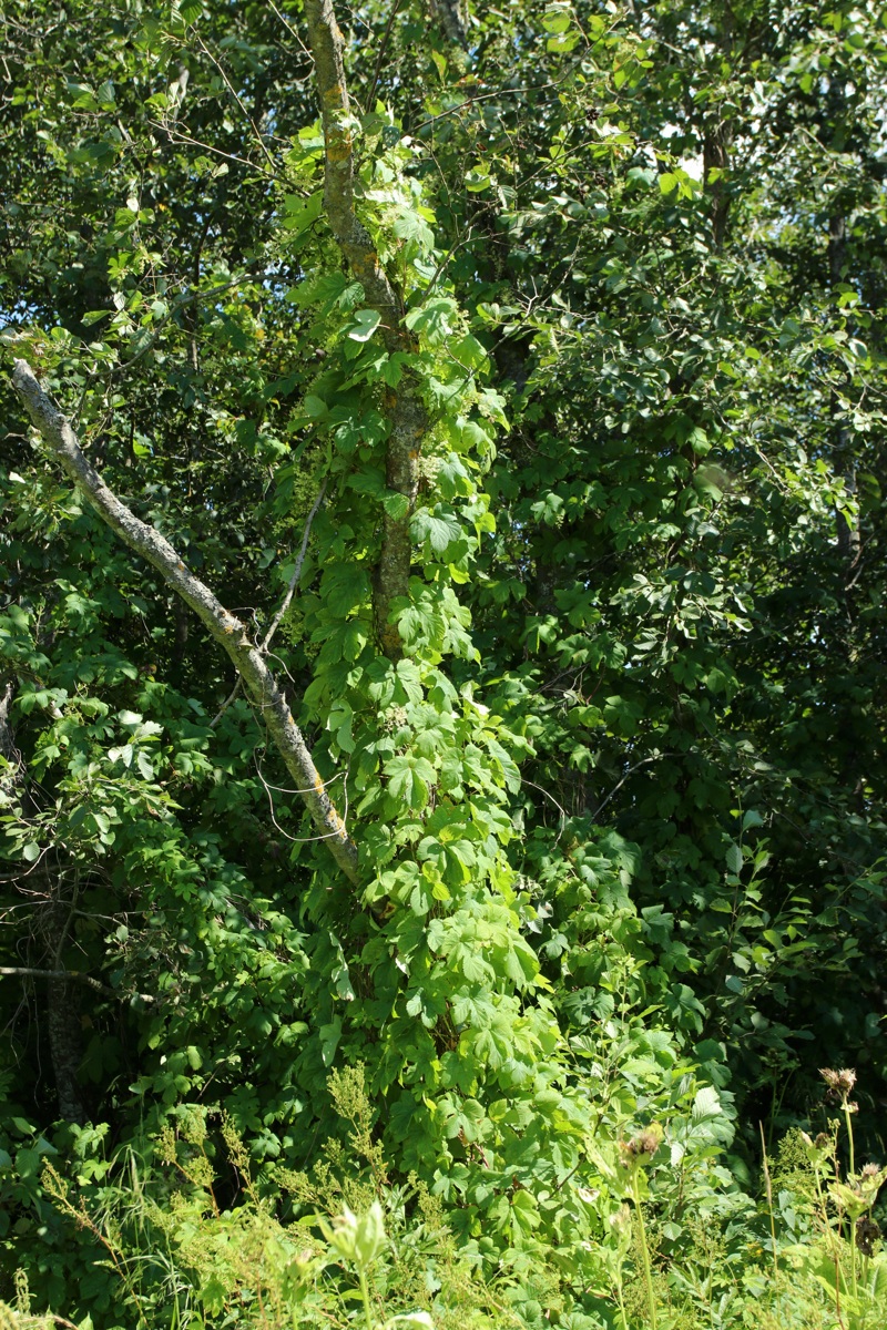 Изображение особи Humulus lupulus.