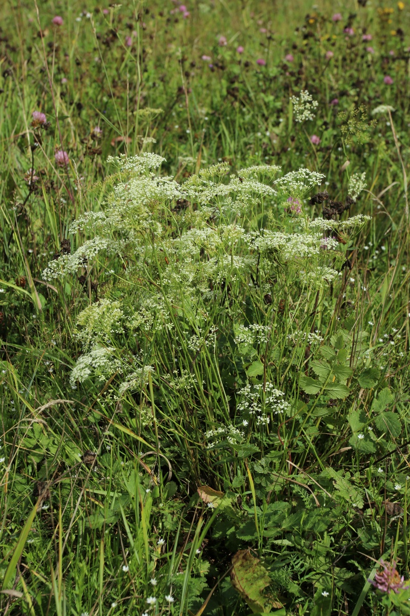 Image of Pimpinella saxifraga specimen.