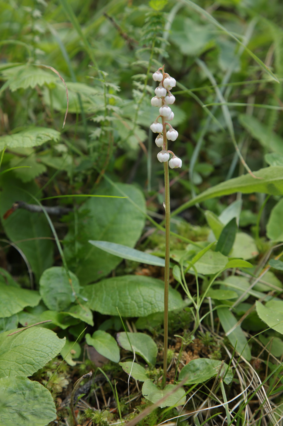 Image of Pyrola minor specimen.