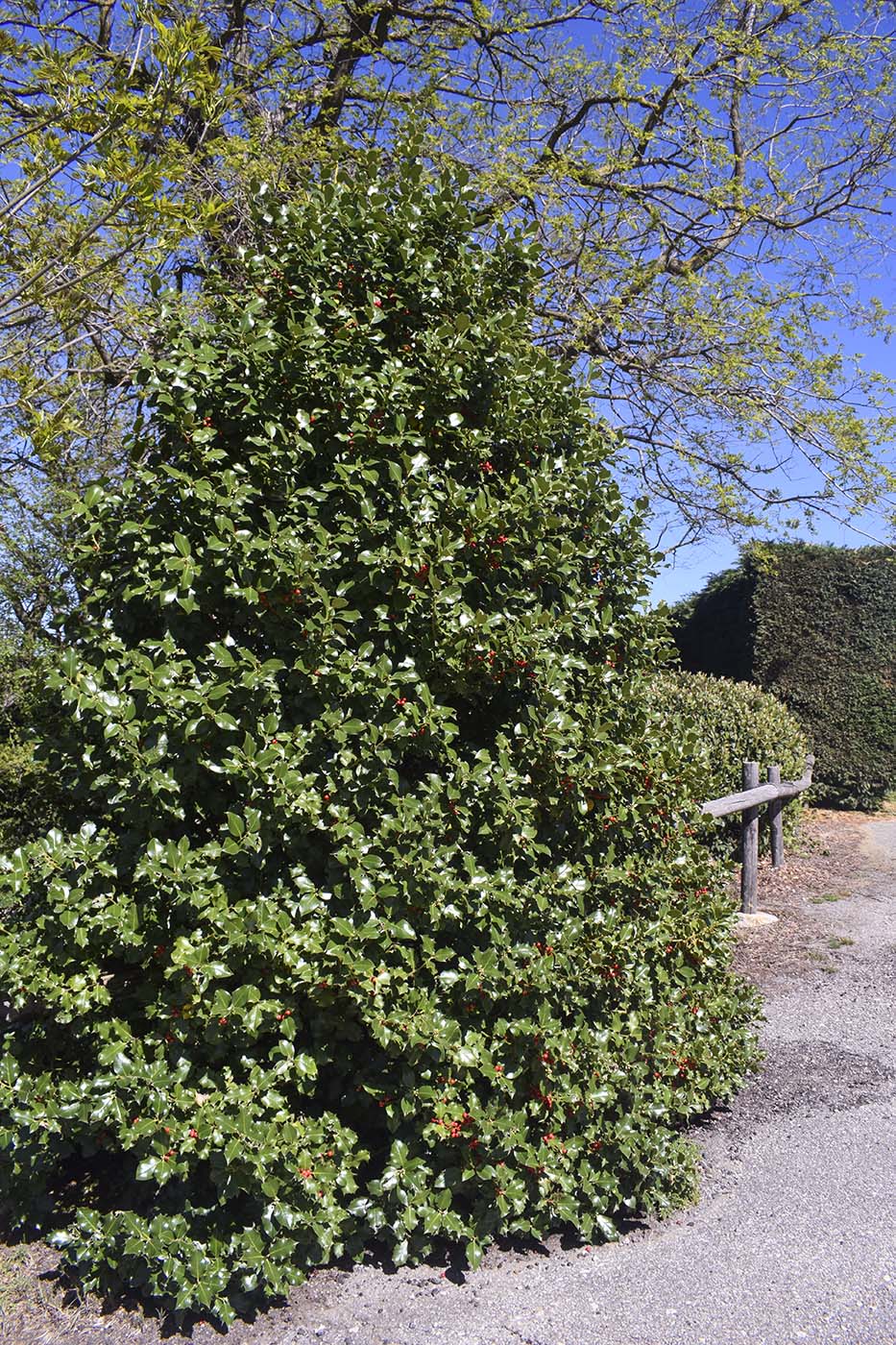 Image of Ilex aquifolium specimen.