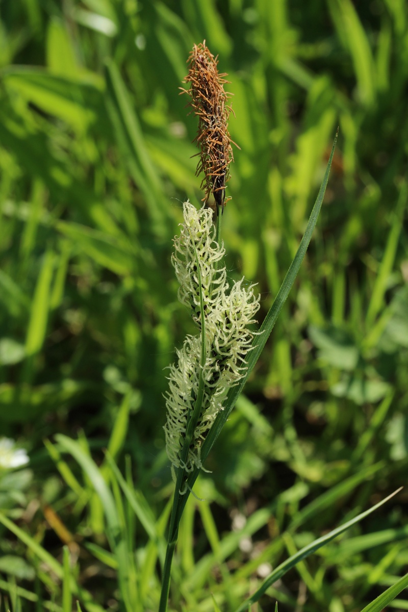 Image of Carex nigra specimen.