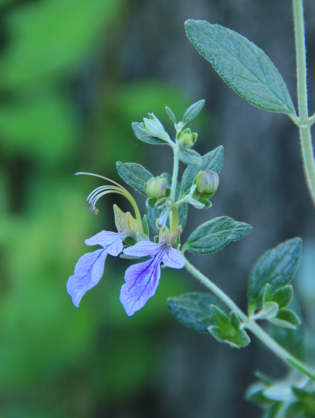 Изображение особи Teucrium fruticans.