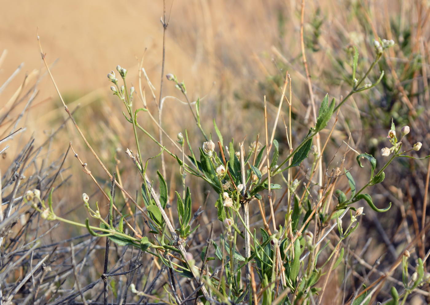 Image of Clematis songorica specimen.