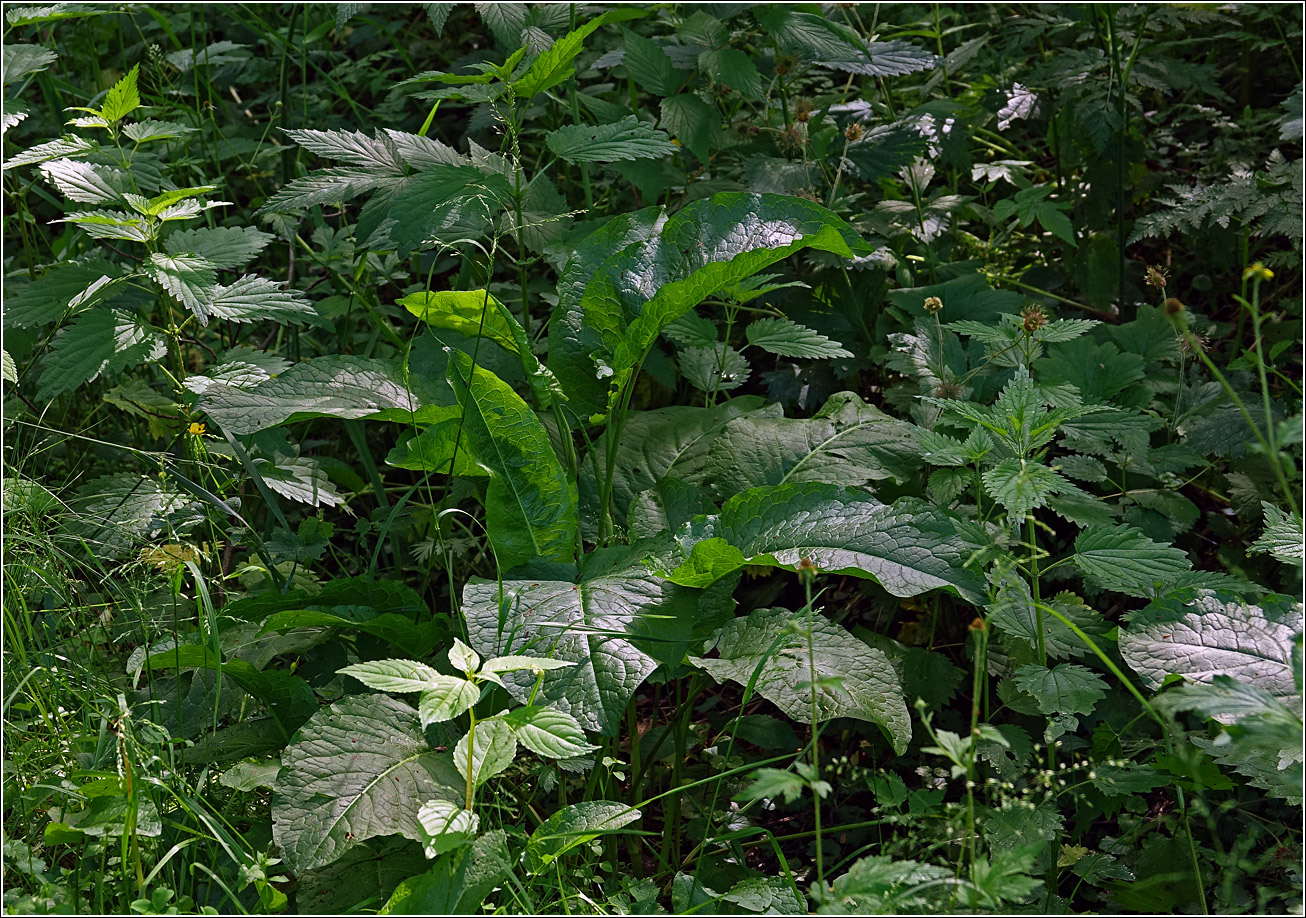 Image of Rumex obtusifolius specimen.