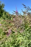 Calamagrostis purpurea