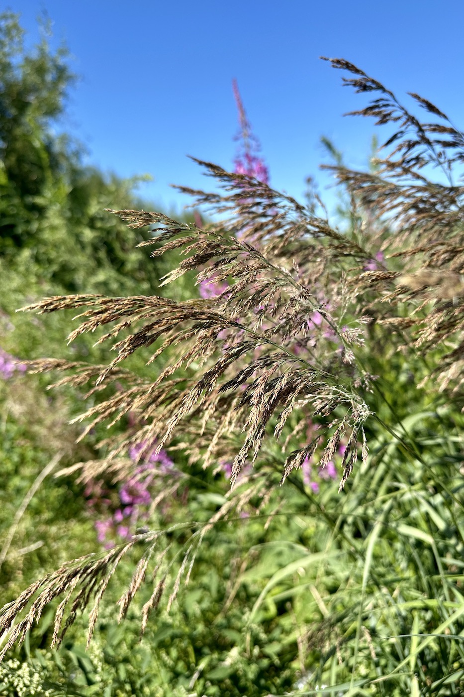 Image of Calamagrostis purpurea specimen.