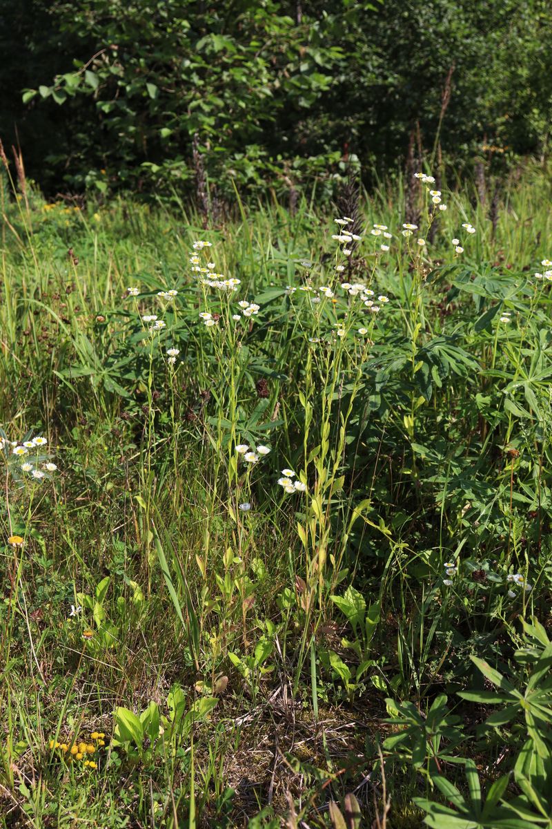 Изображение особи Erigeron annuus.