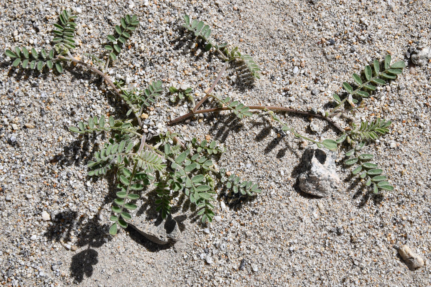 Image of Astragalus ophiocarpus specimen.