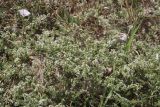 Galium humifusum. Цветущие побеги. Крым, Севастополь, мкр-н Казачья Бухта, пустырь. 06.07.2024.