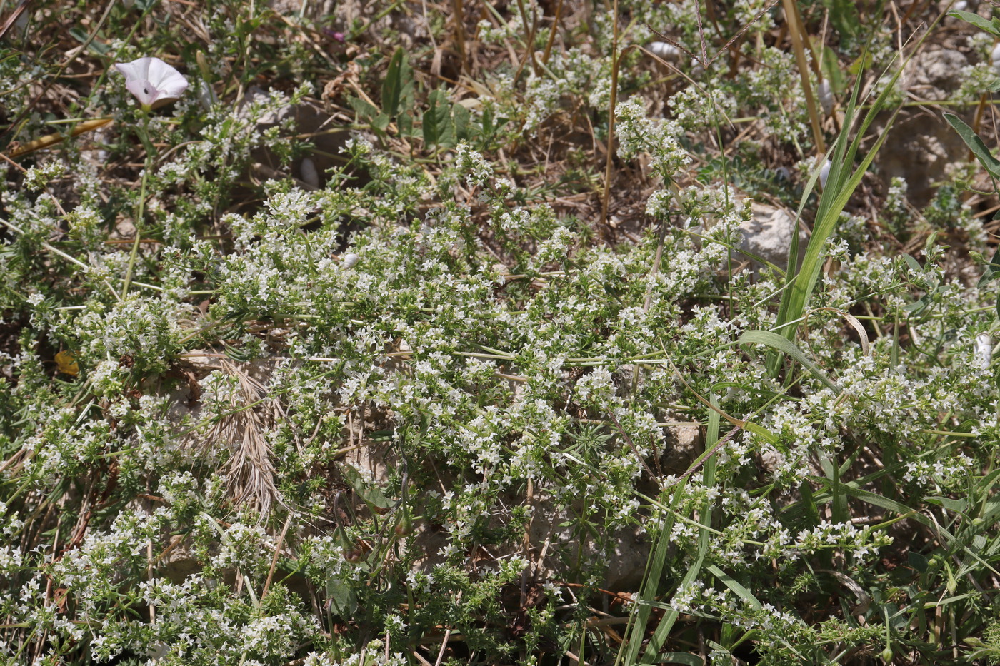 Изображение особи Galium humifusum.