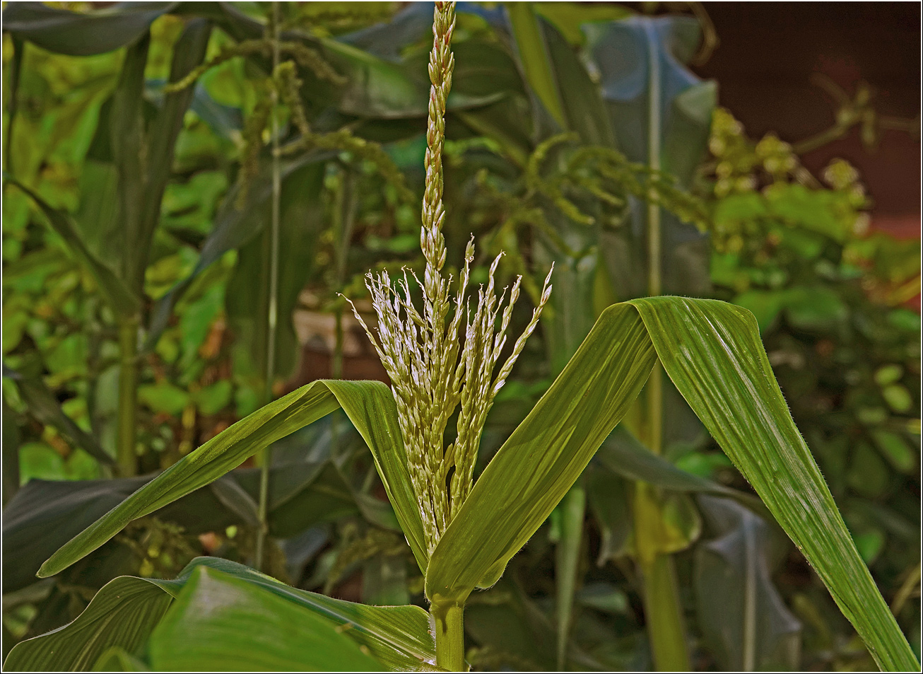 Image of Zea mays specimen.