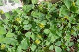 Sibbaldia procumbens. Соцветия и листья. Камчатский край, Елизовский р-н, подножие горы Летняя Поперечная, склон западной экспозиции, тундра. 04.08.2024.