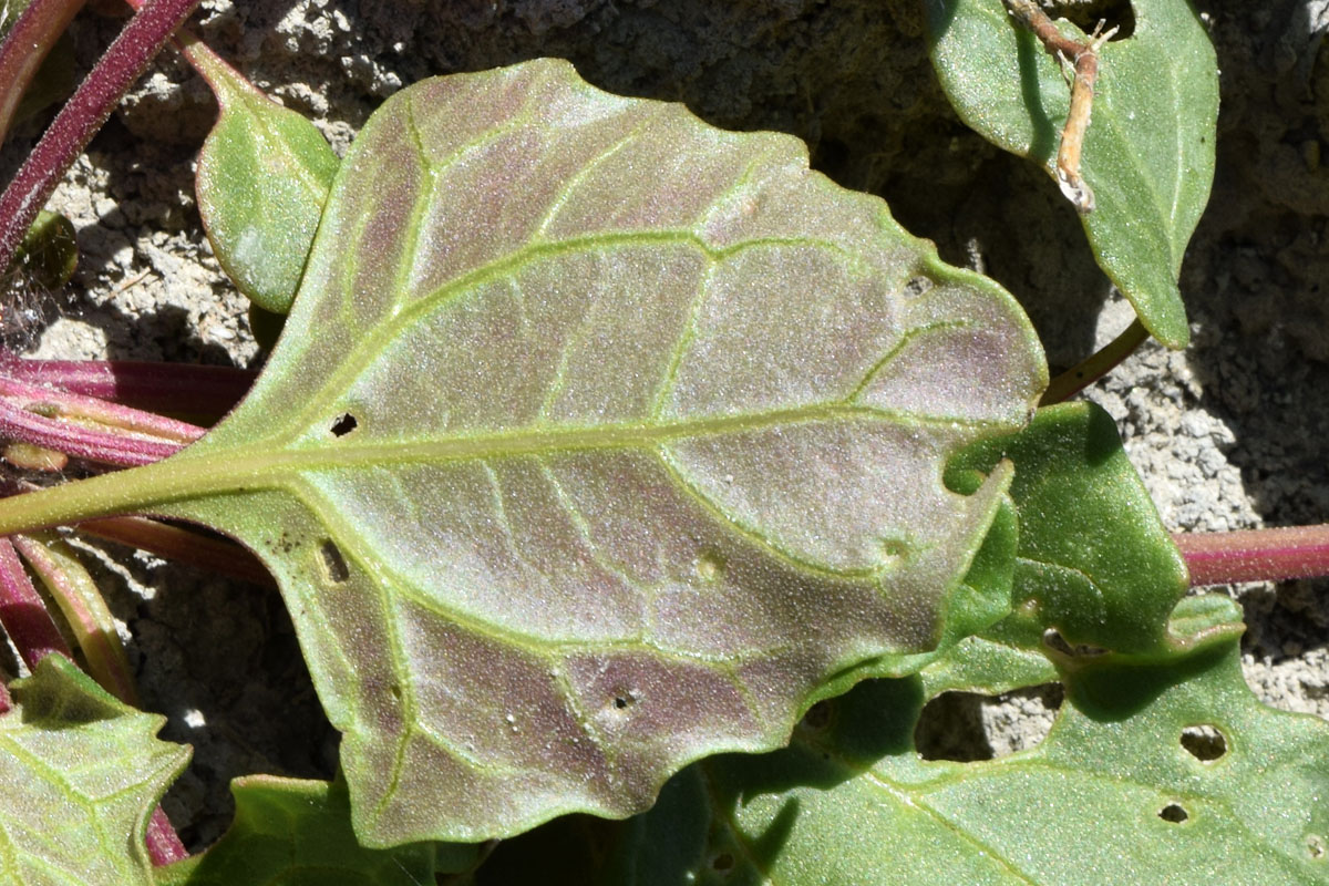 Изображение особи семейство Chenopodiaceae.