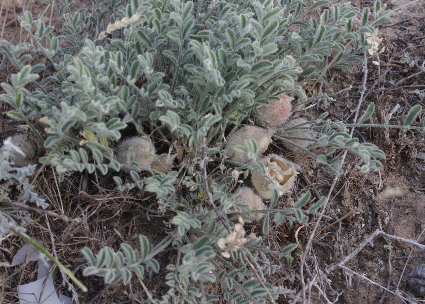 Image of Astragalus lasiophyllus specimen.