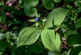 Paris quadrifolia. Верхушка плодоносящего растения. Московская обл., Пушкинский гор. округ, северо-восточное побережье Учинского водохранилища, смешанный лес. 27.07.2024.