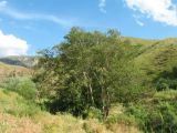 Betula tianschanica