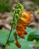 Lathyrus aureus