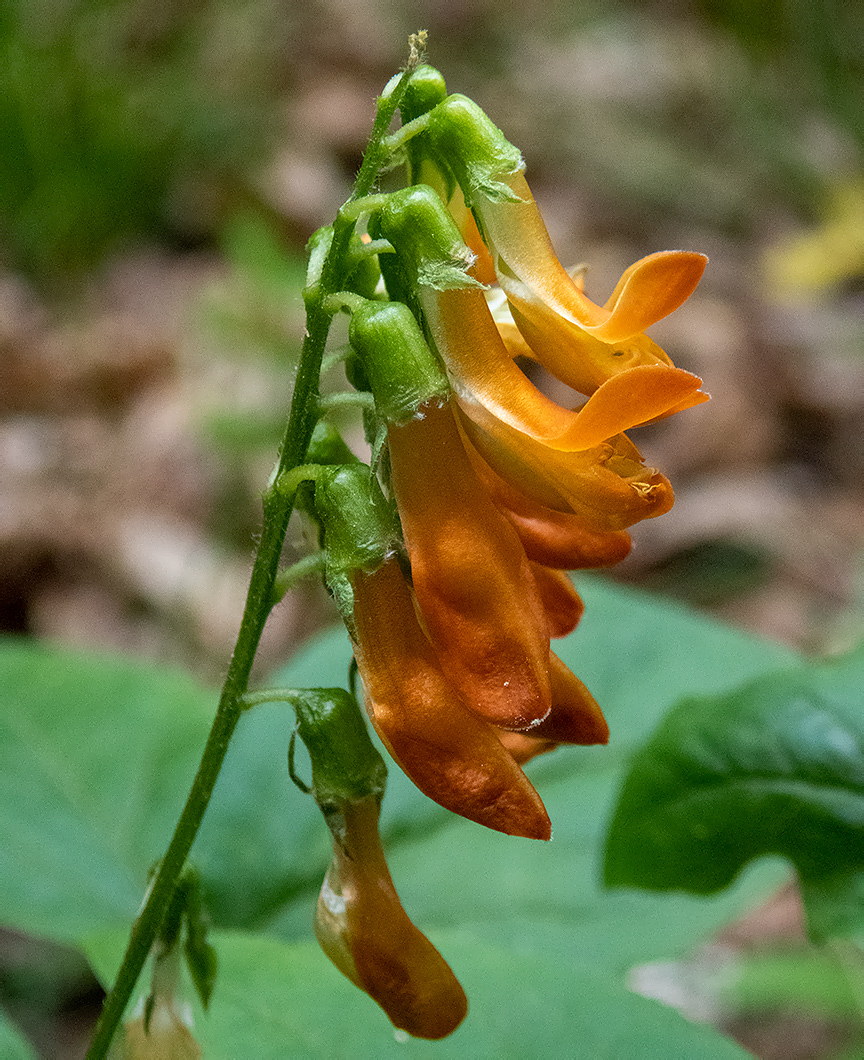 Изображение особи Lathyrus aureus.