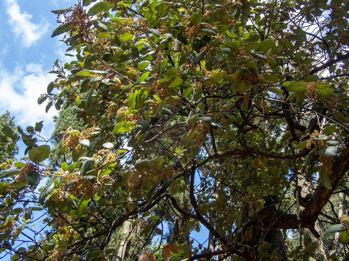 Image of Quercus suber specimen.