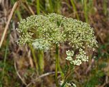 Kadenia dubia. Соплодие. Ульяновская обл., Новомалыклинский р-н, окр. пос. Стар. Бесовка, пойма р. Б. Черемшан, местами заболоченный поросший ивняком луг. 19.08.2023.