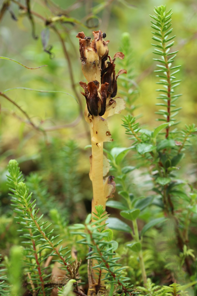 Изображение особи Hypopitys monotropa.