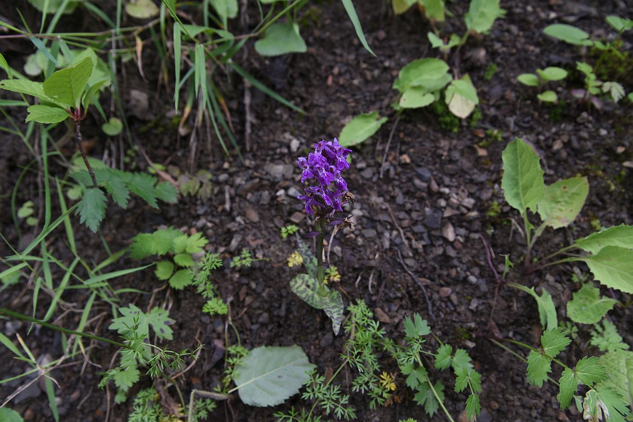 Image of genus Dactylorhiza specimen.