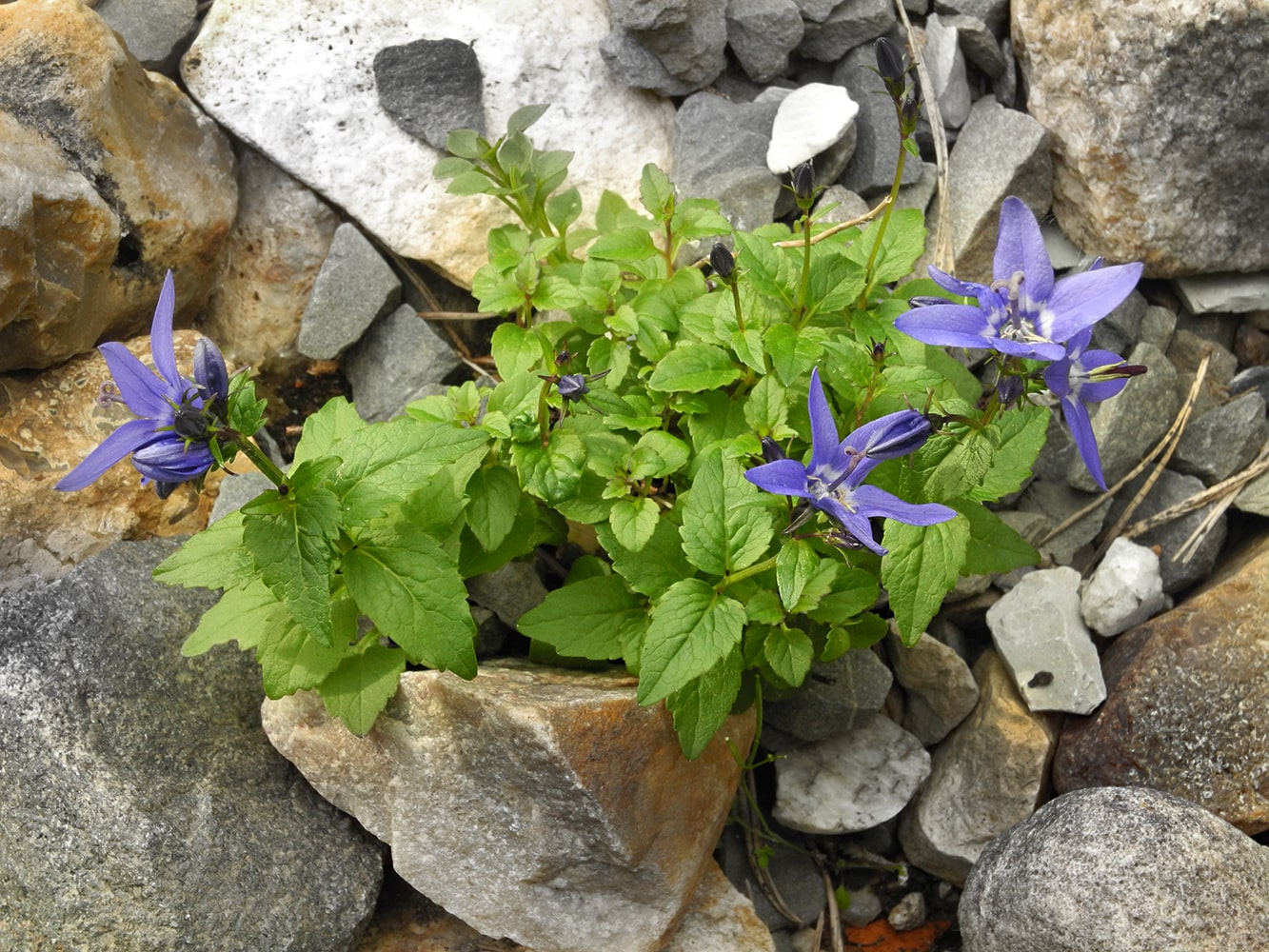 Изображение особи Popoviocodonia stenocarpa.