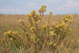 View full-size image Galatella biflora