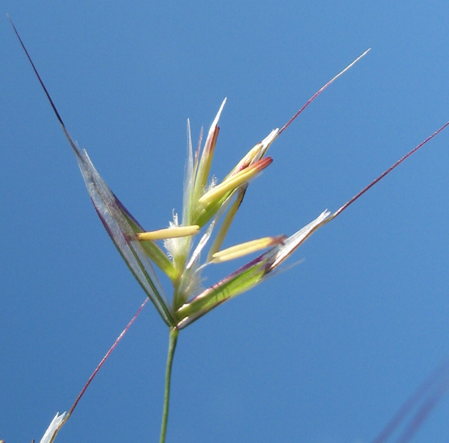 Image of Helictotrichon pubescens specimen.