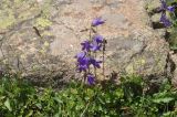 View full-size image genus Campanula