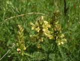 View full-size image Pedicularis sibthorpii