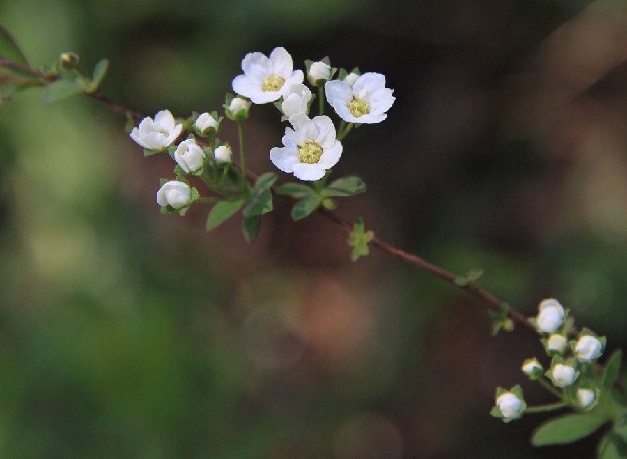 Image of Spiraea &times; cinerea specimen.