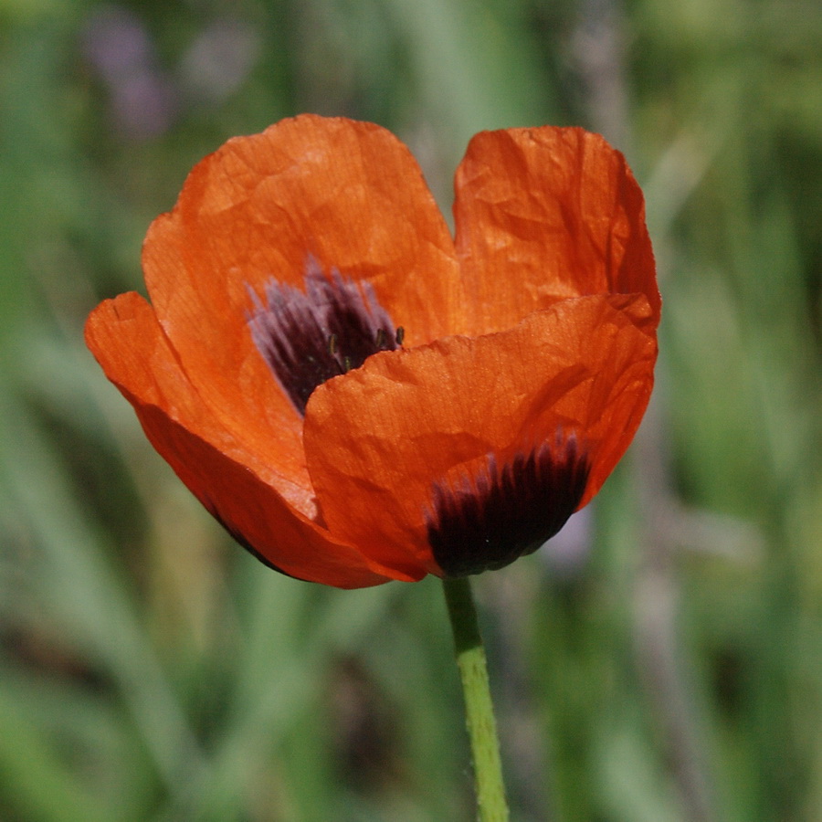 Изображение особи Papaver stevenianum.