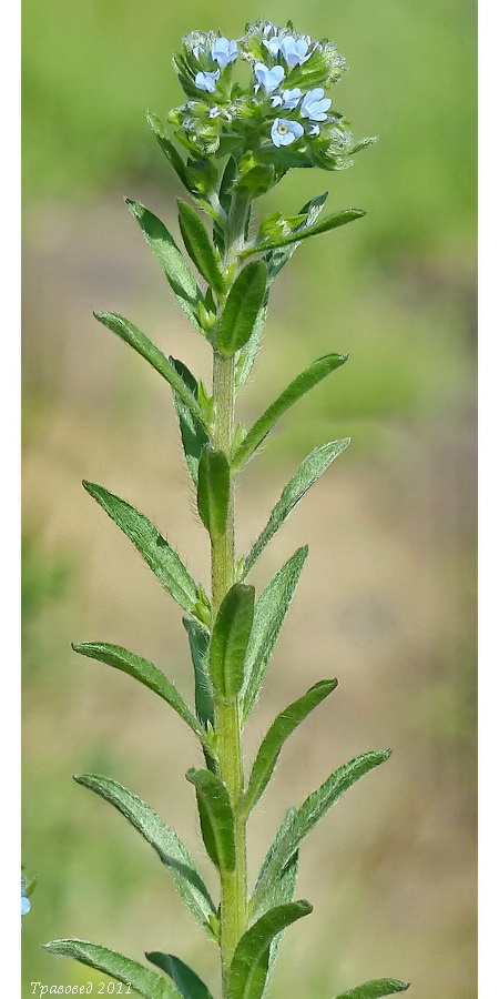 Image of Lappula squarrosa specimen.