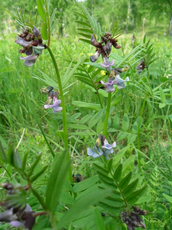 Image of Vicia sepium specimen.