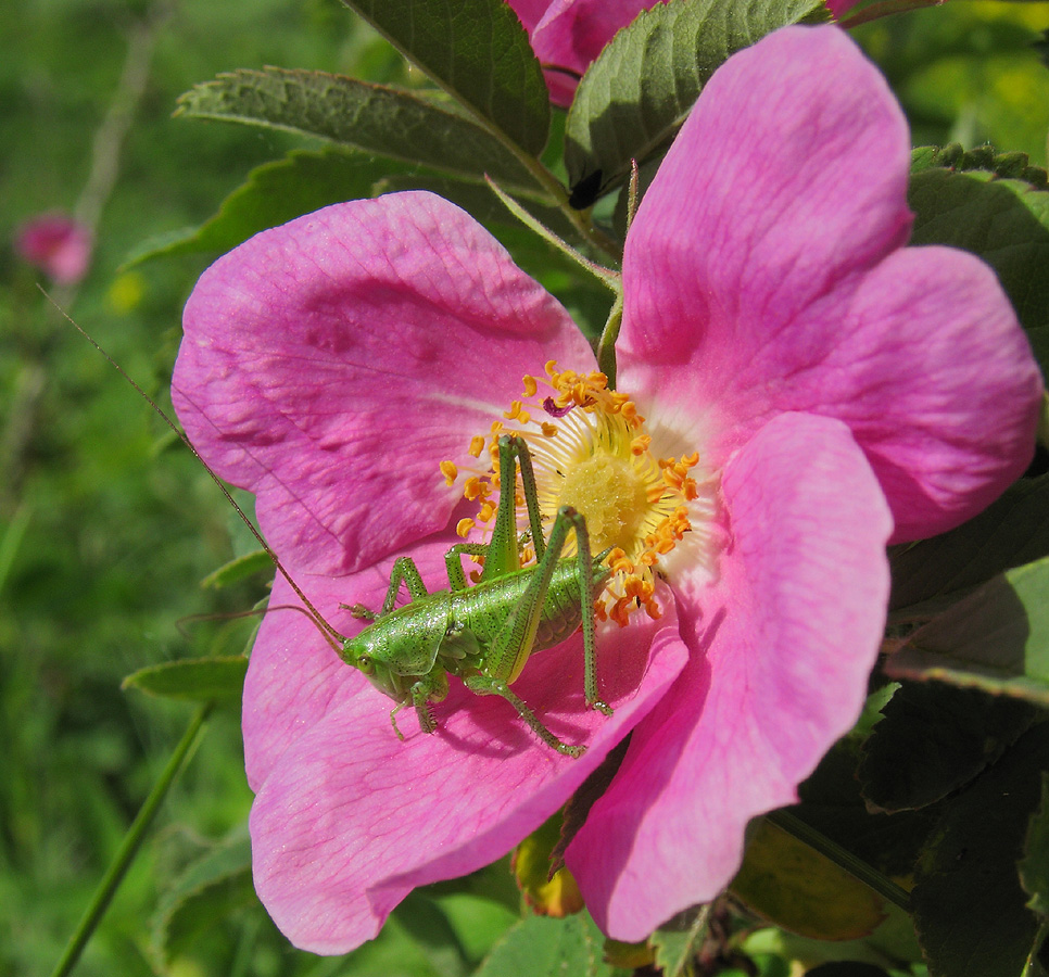 Image of Rosa rugosa specimen.