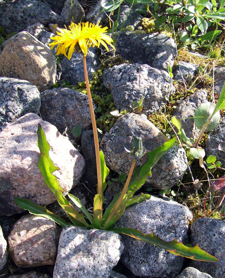 Изображение особи Taraxacum nivale.