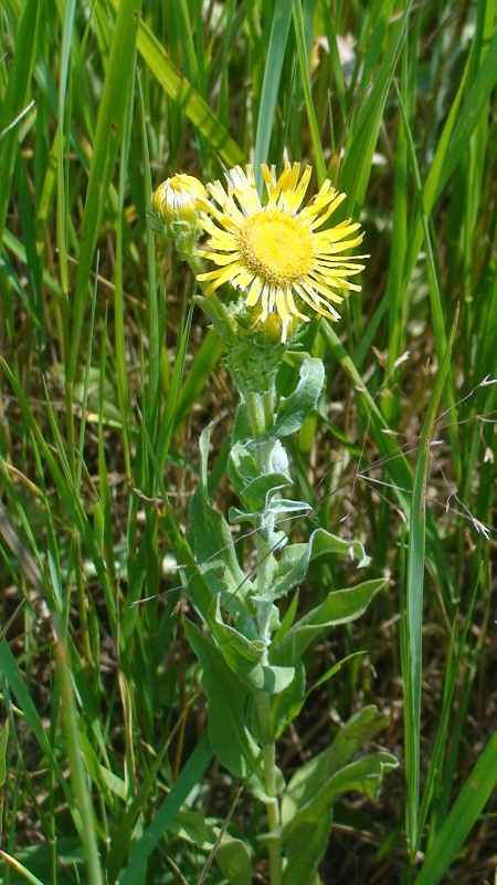 Image of Inula auriculata specimen.