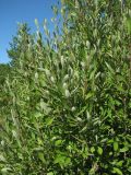 Salix cinerea. Ветви. Окр. Архангельска, между болотом и свалкой. 20.08.2011.