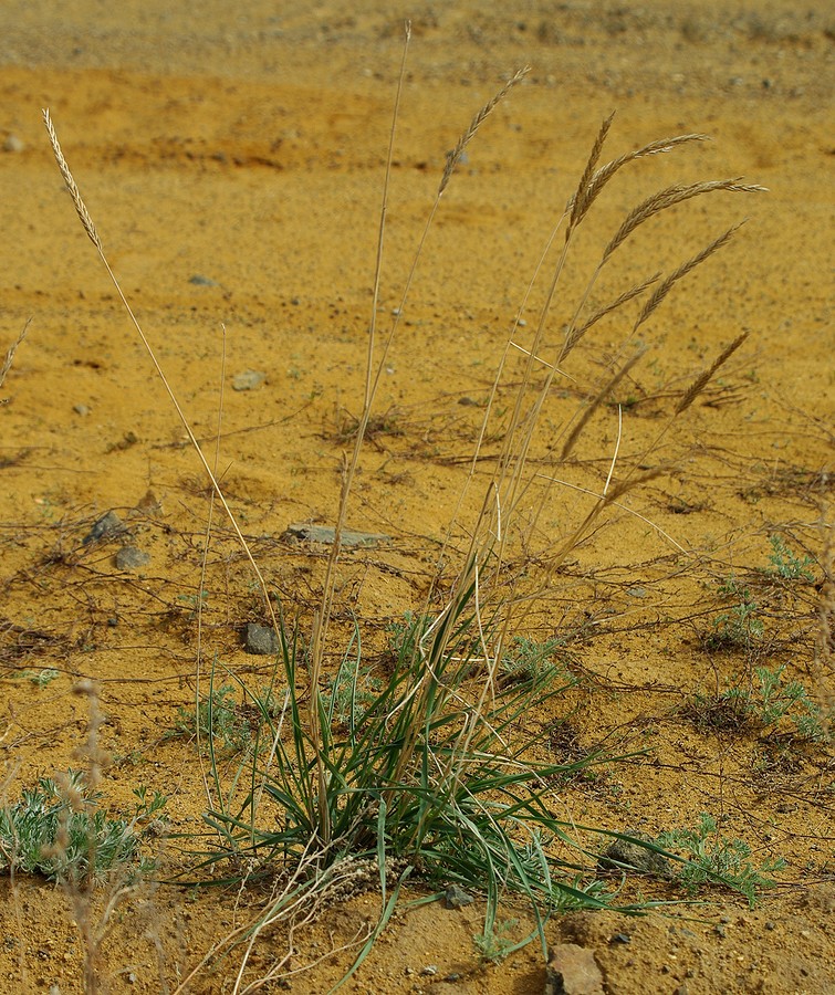 Image of genus Elymus specimen.