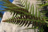 Dryopteris villarii