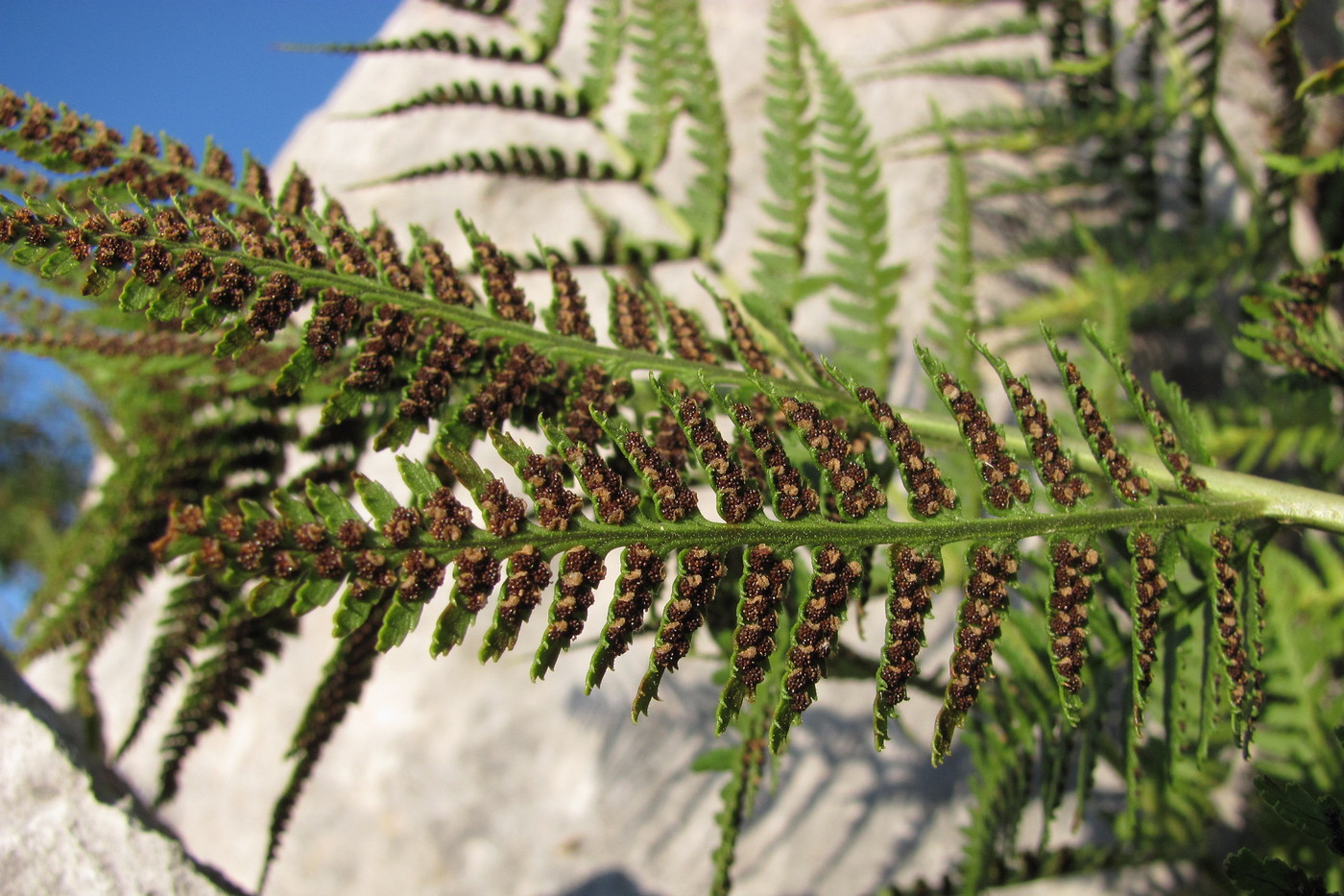 Изображение особи Dryopteris villarii.