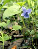 Viola epipsila