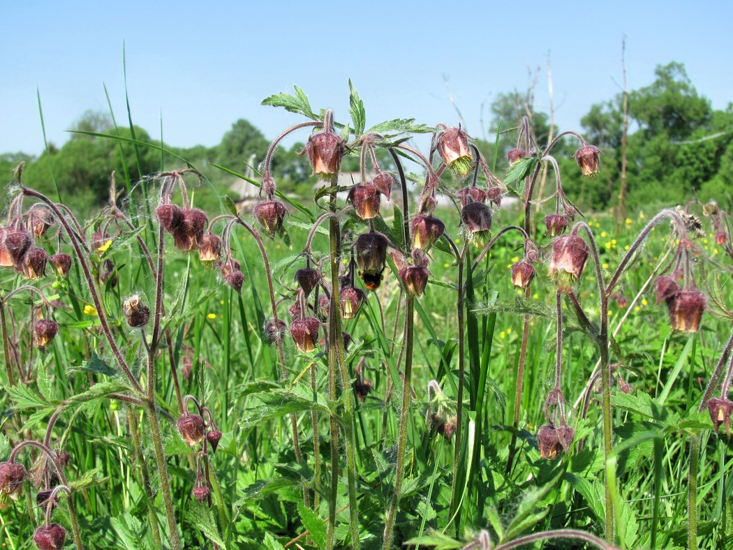 Image of Geum rivale specimen.